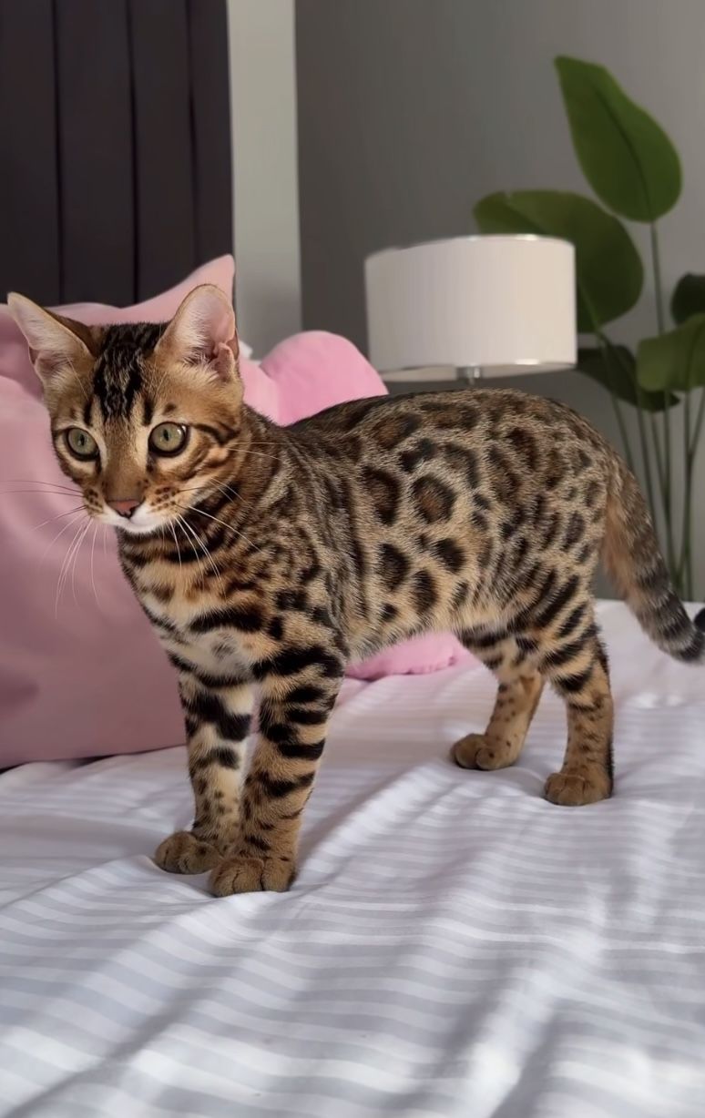 Kittens