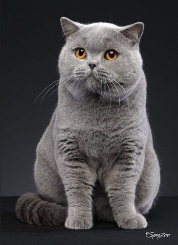 British Shorthair