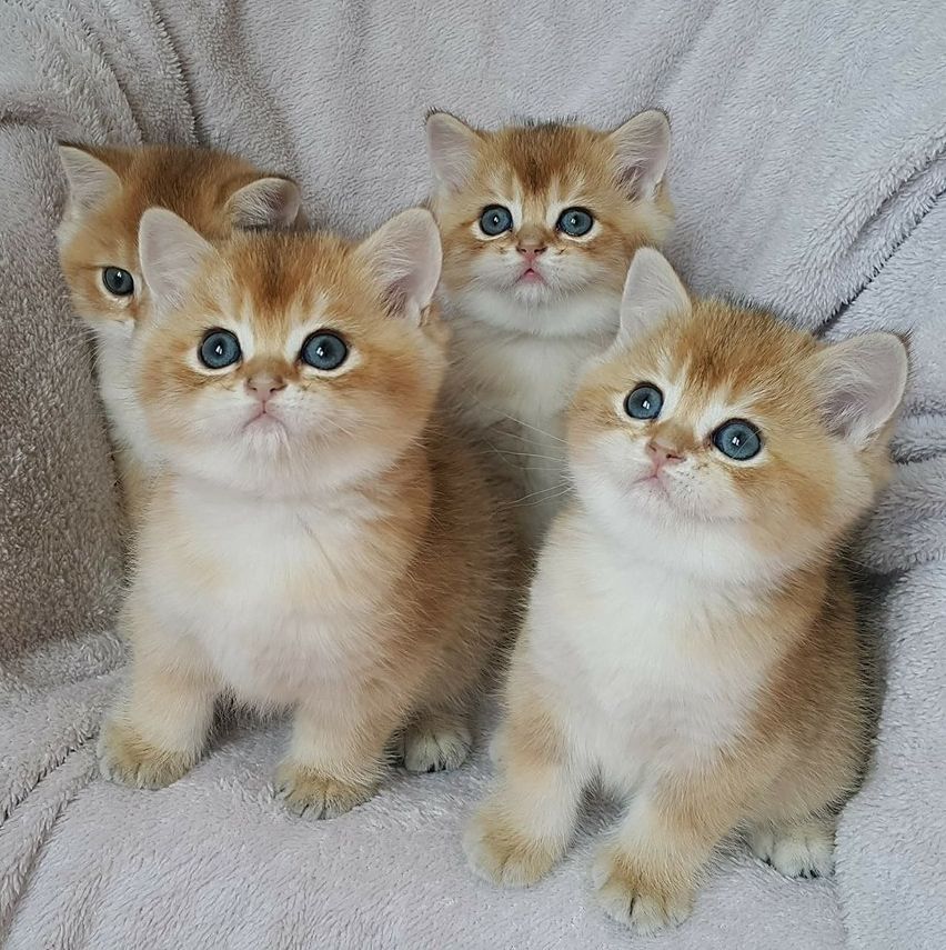 Kittens