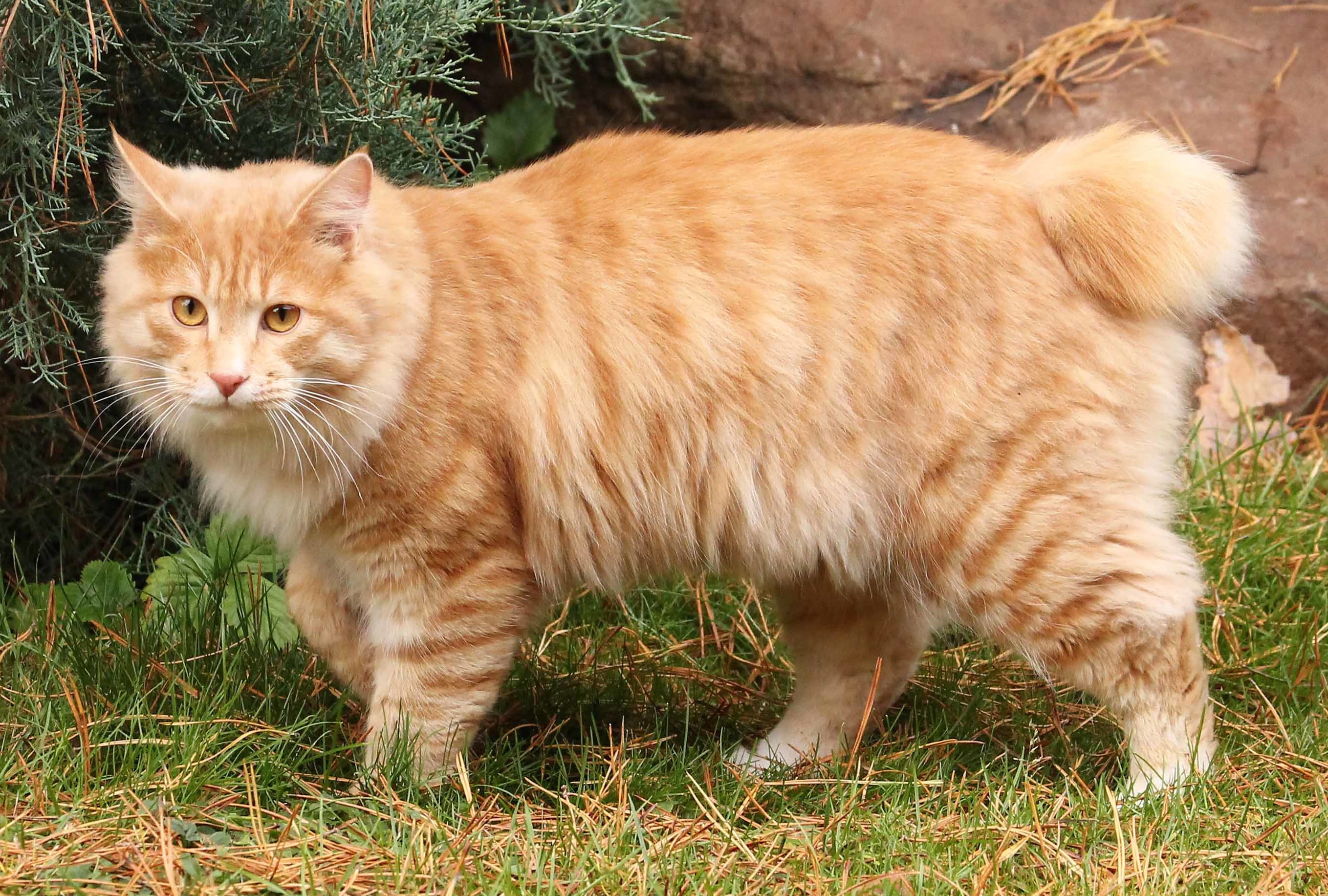 Kurilian Bobtail