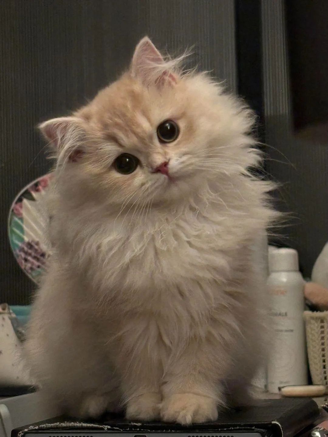 Kittens