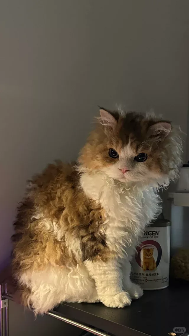 Selkirk Rex