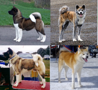 Akita Inu