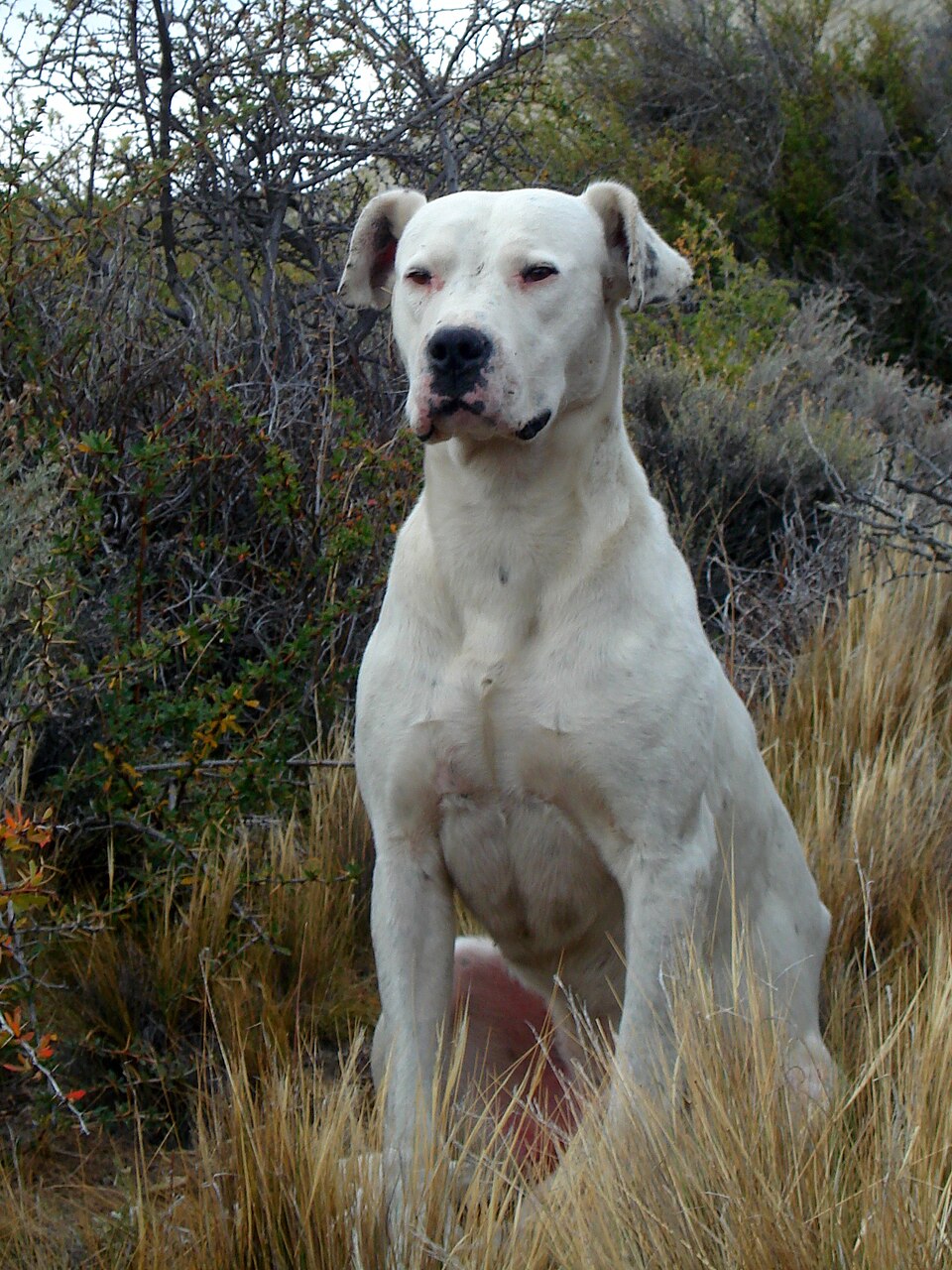 Argentine Dogo