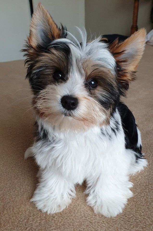 Biewer Terrier