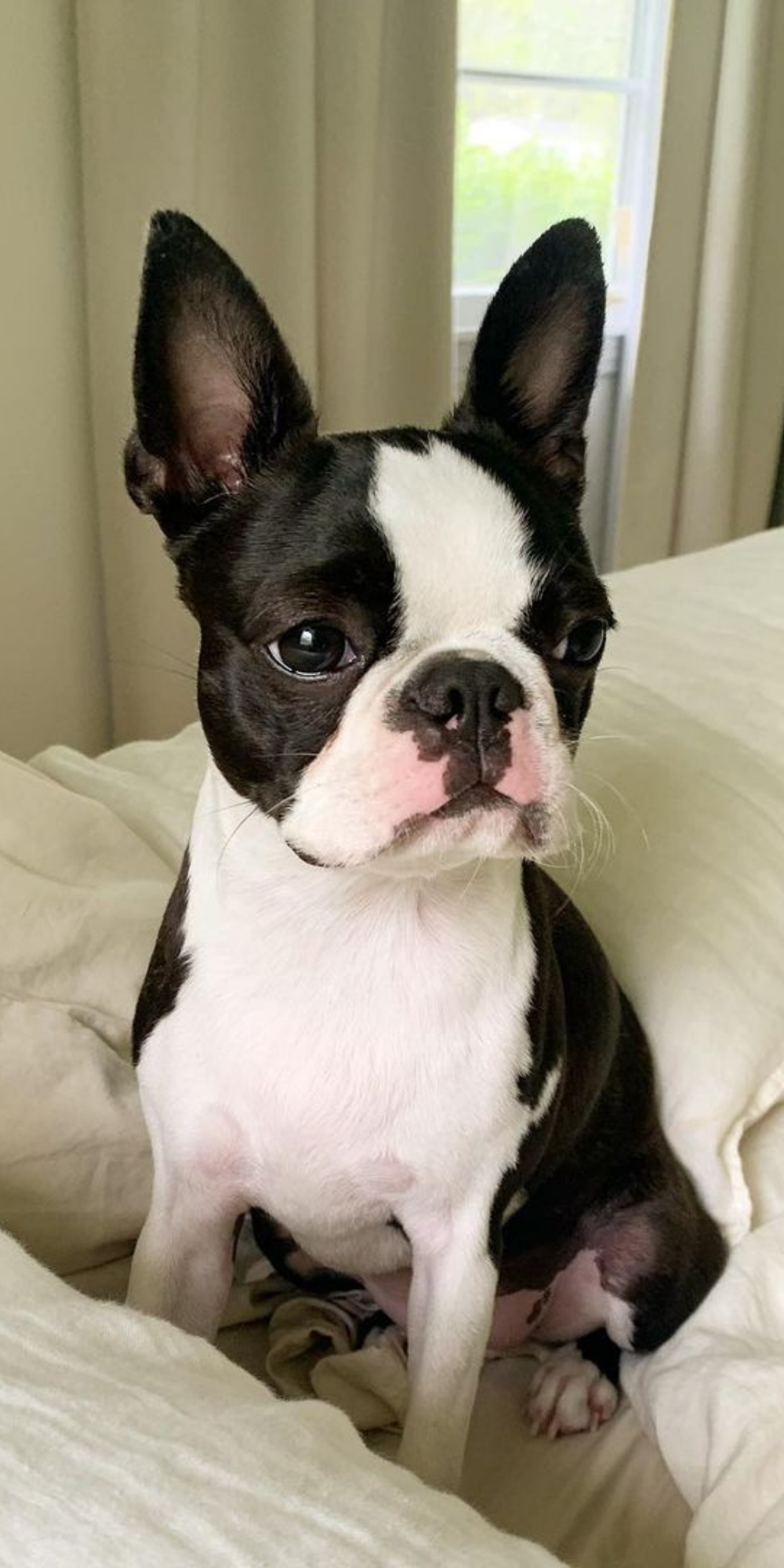 Boston Terrier