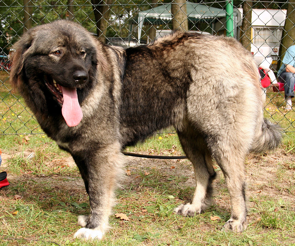Caucasian Shepherd