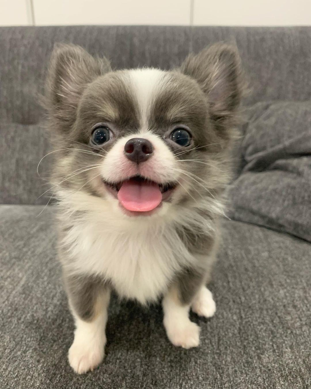 Puppies