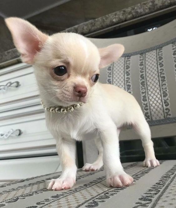 Pearl