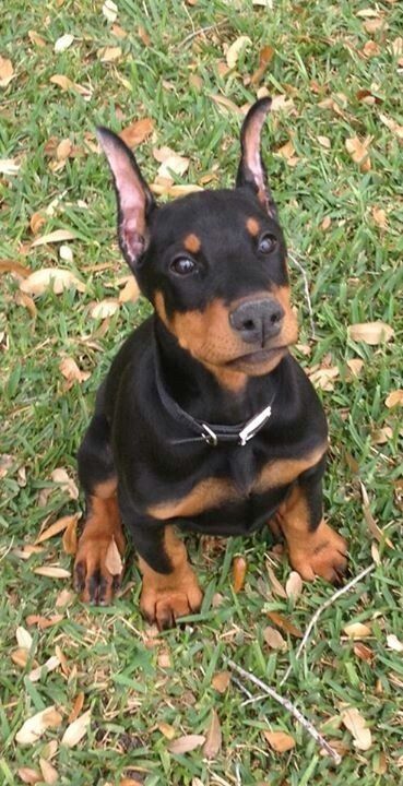 Doberman