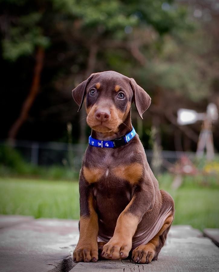 Athena