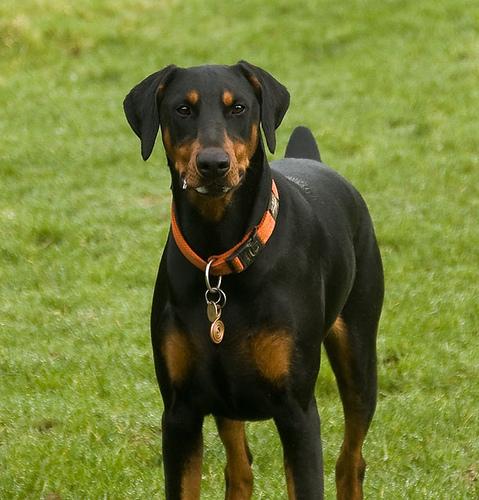 Doberman