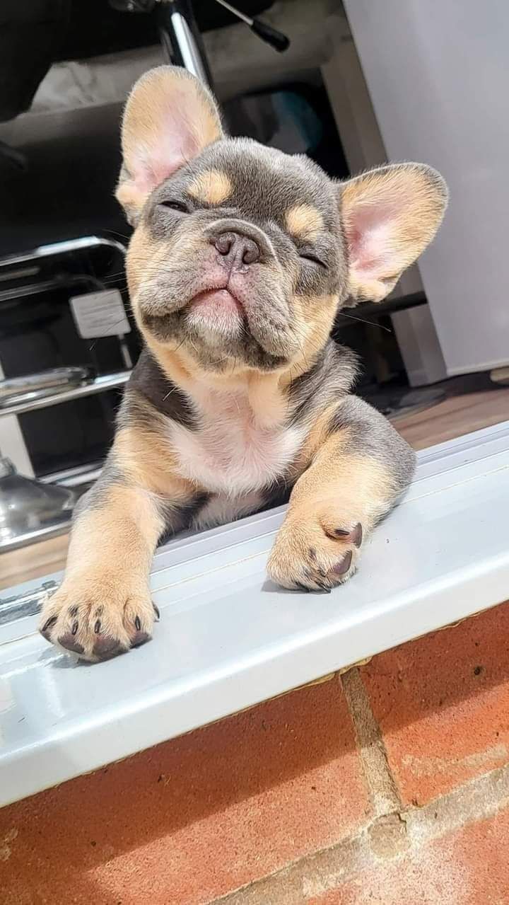Puppies