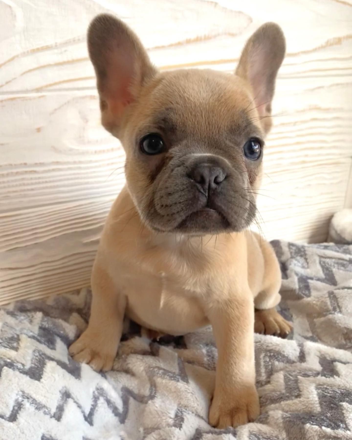 Bruno