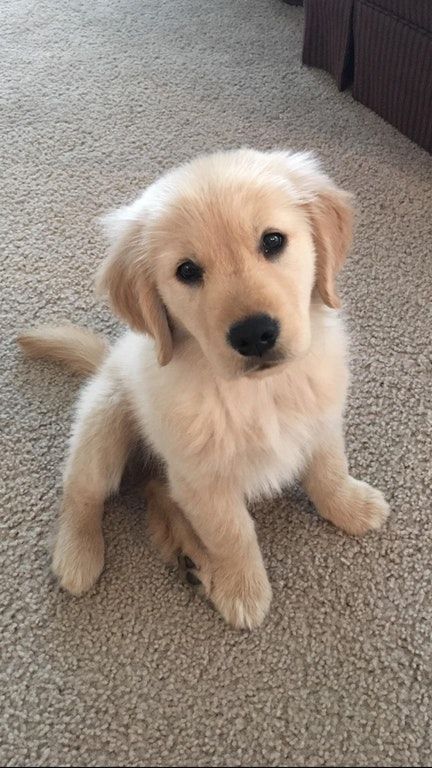 Puppies
