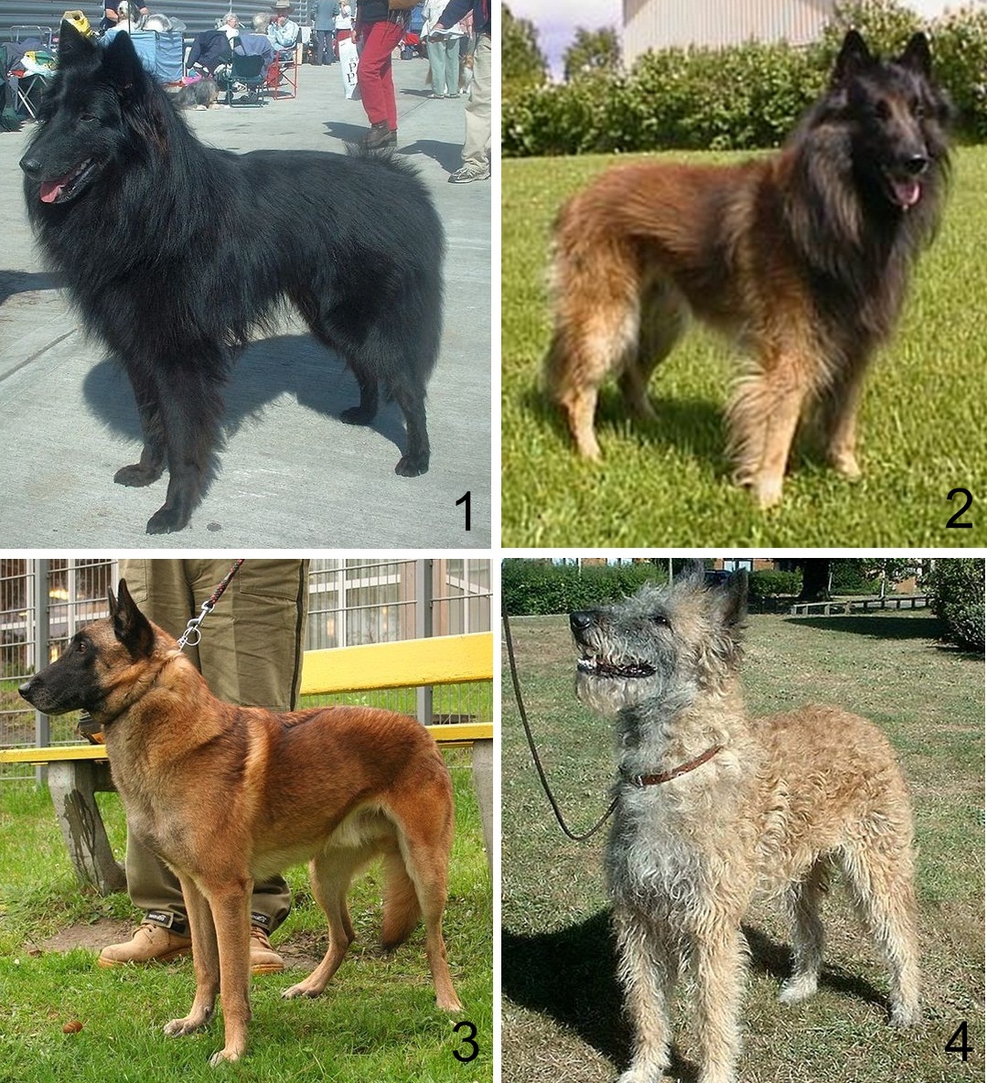 Malinois