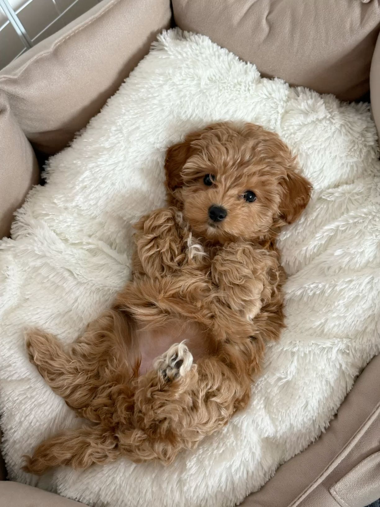 Puppies