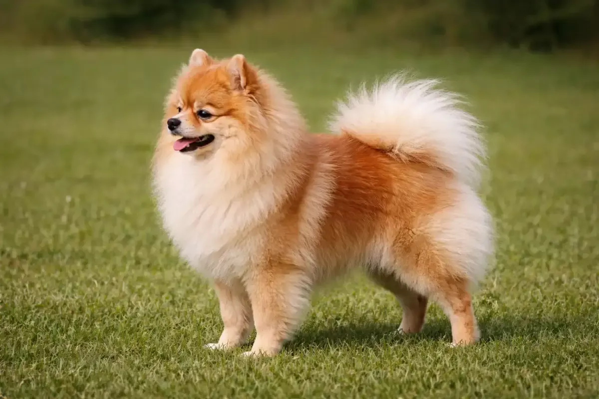 Snowball