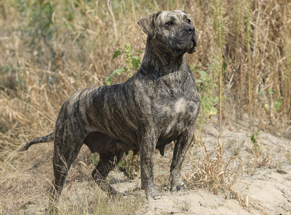 Presa Canario