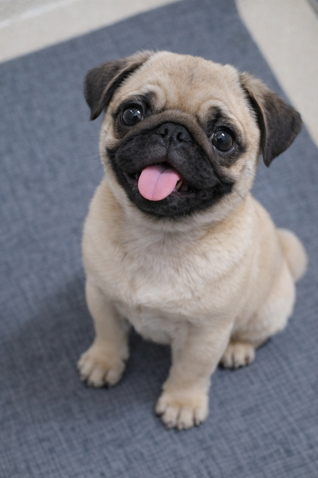 Pug