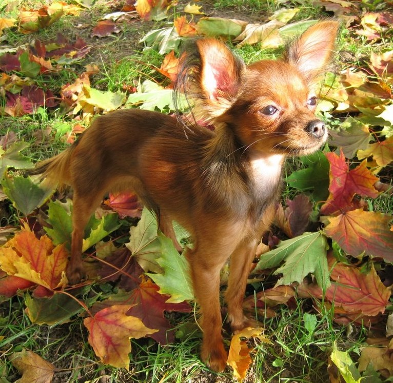 Russian Toy Terrier