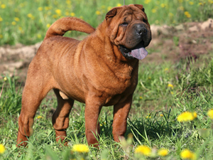 Shar-Pei