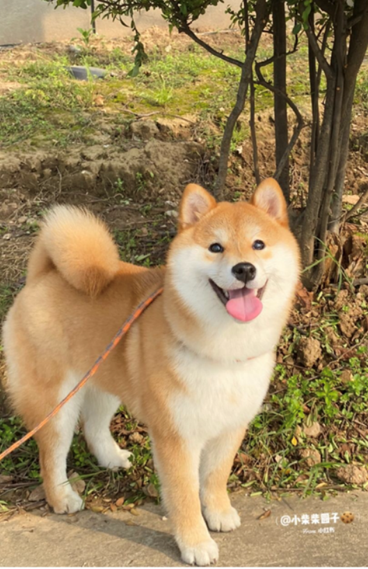 Shiba Inu