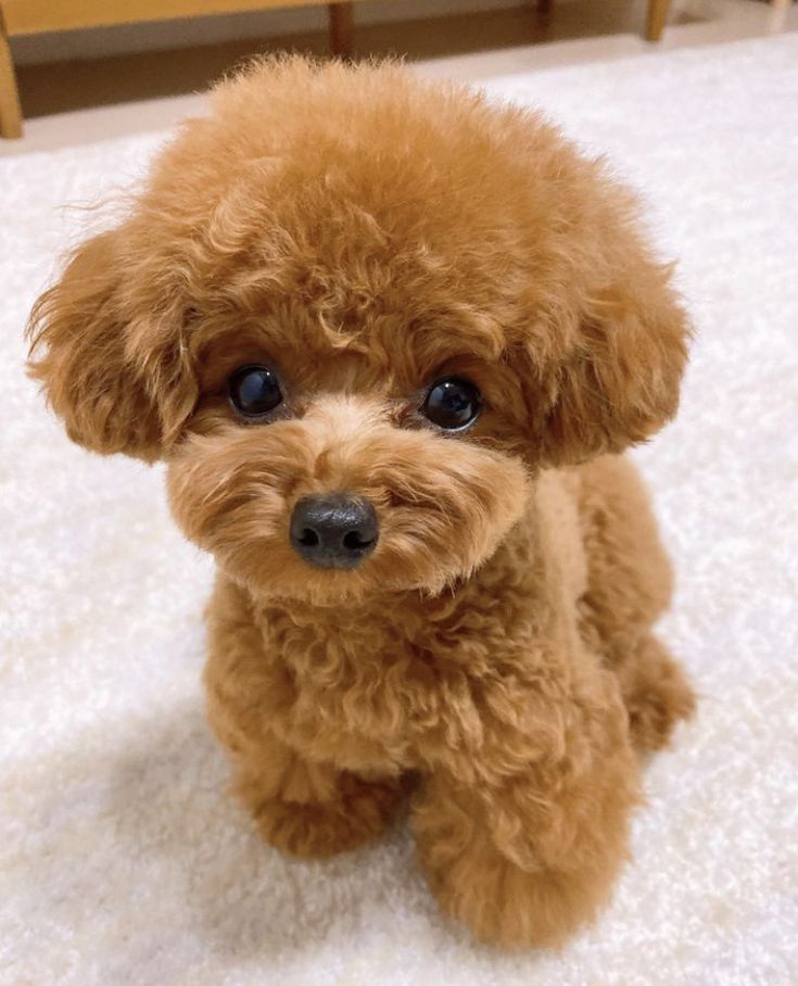 Cocoa
