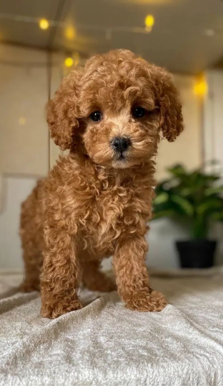 Caramel
