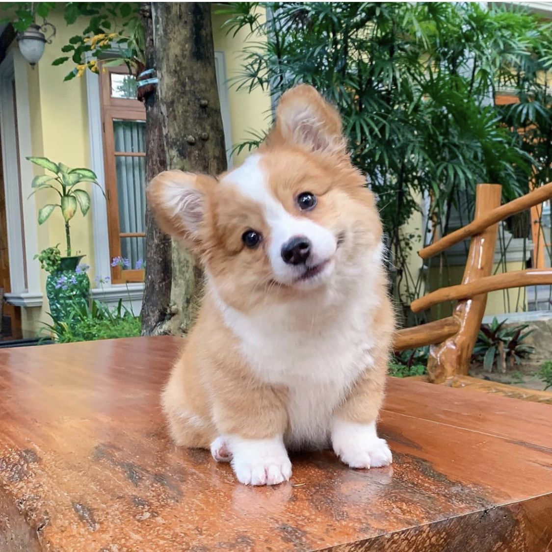 Puppies