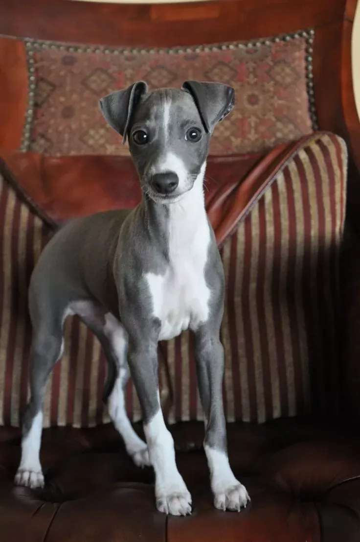 Whippet
