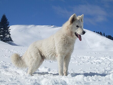 White Swiss Shepherd
